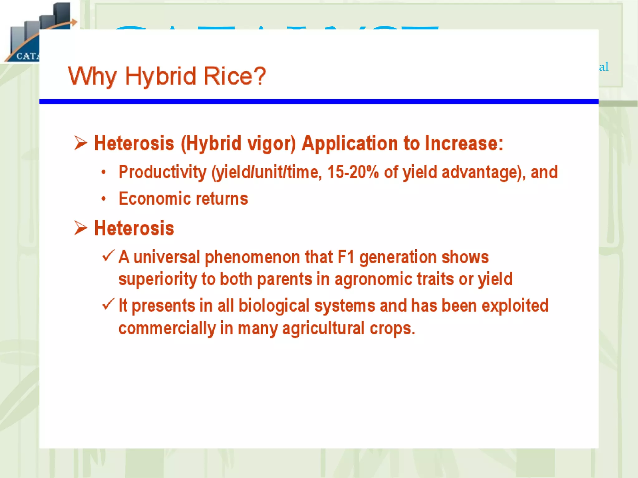 Cooked Course Hybrid Rice Hybrid rice production Technique | PPT