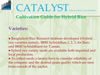 Hybrid rice production Technique | PPT