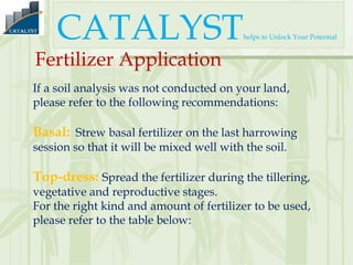 Fertilizer Application In Rice Hd Hybrid rice production Technique | PPT
