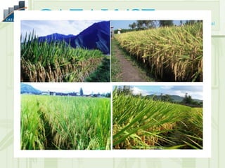 Th82 Rice Hybrid rice production Technique | PPT