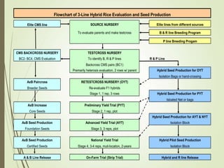 Hybrid_Rice_Breeding_&_Seed_Production.ppt