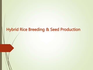 Hybrid Rice Breeding & Seed Production
 