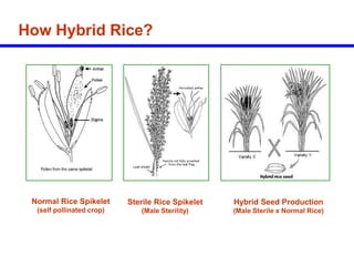 Hybrid_Rice_Breeding_Seed_Production.ppt
