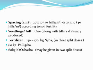  Spacing (cm) : 20 x 10 (50 hills/m2) or 25 x 10 (40
hills/m2) according to soil fertility
 Seedlings/ hill : One (along with tillers if already
produced)
 Fertilizer : 150 – 170 kg N/ha, (in three split doses )
 60 kg P2O5/ha
 60kg K2O/ha/ha (may be given in two split doses)
 