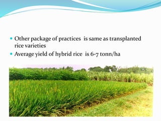  Other package of practices is same as transplanted
rice varieties
 Average yield of hybrid rice is 6-7 tonn/ha
 