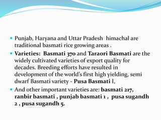  Punjab, Haryana and Uttar Pradesh himachal are
traditional basmati rice growing areas .
 Varieties: Basmati 370 and Taraori Basmati are the
widely cultivated varieties of export quality for
decades. Breeding efforts have resulted in
development of the world’s first high yielding, semi
dwarf Basmati variety - Pusa Basmati I,
 And other important varieties are: basmati 217,
ranbir basmati , punjab basmati 1 , pusa sugandh
2 , pusa sugandh 5.
 