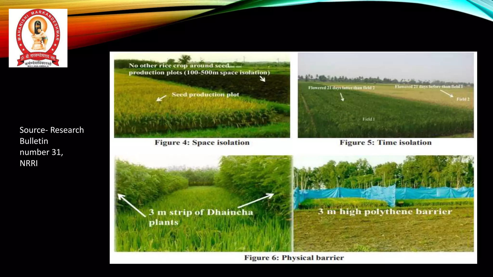 Hybrid Rice seed Production by Dr. Akshay Kumar Vats.pptx