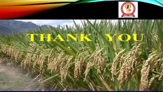 Hybrid Rice seed Production by Dr. Akshay Kumar Vats.pptx