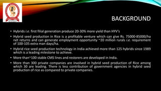Hybrid Rice seed Production by Dr. Akshay Kumar Vats.pptx