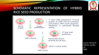 Th82 Hybrid Rice Hybrid Rice seed Production by Dr. Akshay Kumar Vats.pptx