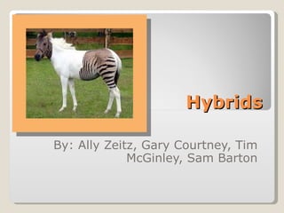 Hybrids By: Ally Zeitz, Gary Courtney, Tim McGinley, Sam Barton 