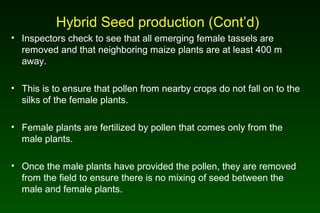 Hybrid Seed production (Cont’d)
• Inspectors check to see that all emerging female tassels are
removed and that neighboring maize plants are at least 400 m
away.
• This is to ensure that pollen from nearby crops do not fall on to the
silks of the female plants.
• Female plants are fertilized by pollen that comes only from the
male plants.
• Once the male plants have provided the pollen, they are removed
from the field to ensure there is no mixing of seed between the
male and female plants.
 
