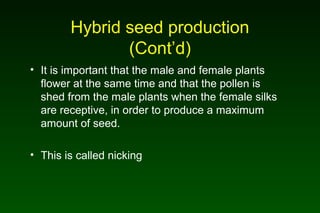 Hybrid seed production
(Cont’d)
• It is important that the male and female plants
flower at the same time and that the pollen is
shed from the male plants when the female silks
are receptive, in order to produce a maximum
amount of seed.
• This is called nicking
 
