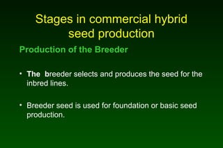 Stages in commercial hybrid
seed production
Production of the Breeder
• The breeder selects and produces the seed for the
inbred lines.
• Breeder seed is used for foundation or basic seed
production.
 