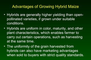 Advantages of Growing Hybrid Maize
• Hybrids are generally higher yielding than open-
pollinated varieties, if grown under suitable
conditions.
• Hybrids are uniform in color, maturity, and other
plant characteristics, which enables farmer to
carry out certain operations, such as harvesting
at the same time.
• The uniformity of the grain harvested from
hybrids can also have marketing advantages
when sold to buyers with strict quality standards.
 
