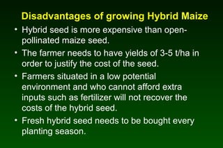 Disadvantages of growing Hybrid Maize
• Hybrid seed is more expensive than open-
pollinated maize seed.
• The farmer needs to have yields of 3-5 t/ha in
order to justify the cost of the seed.
• Farmers situated in a low potential
environment and who cannot afford extra
inputs such as fertilizer will not recover the
costs of the hybrid seed.
• Fresh hybrid seed needs to be bought every
planting season.
 