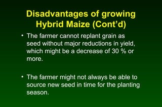 Disadvantages of growing
Hybrid Maize (Cont’d)
• The farmer cannot replant grain as
seed without major reductions in yield,
which might be a decrease of 30 % or
more.
• The farmer might not always be able to
source new seed in time for the planting
season.
 