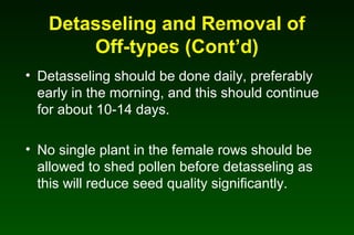Detasseling and Removal of
Off-types (Cont’d)
• Detasseling should be done daily, preferably
early in the morning, and this should continue
for about 10-14 days.
• No single plant in the female rows should be
allowed to shed pollen before detasseling as
this will reduce seed quality significantly.
 