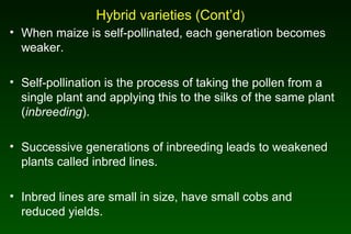 Hybrid varieties (Cont’d)
• When maize is self-pollinated, each generation becomes
weaker.
• Self-pollination is the process of taking the pollen from a
single plant and applying this to the silks of the same plant
(inbreeding).
• Successive generations of inbreeding leads to weakened
plants called inbred lines.
• Inbred lines are small in size, have small cobs and
reduced yields.
 