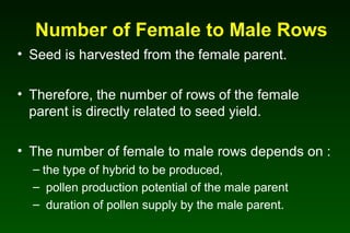 Number of Female to Male Rows
• Seed is harvested from the female parent.
• Therefore, the number of rows of the female
parent is directly related to seed yield.
• The number of female to male rows depends on :
– the type of hybrid to be produced,
– pollen production potential of the male parent
– duration of pollen supply by the male parent.
 