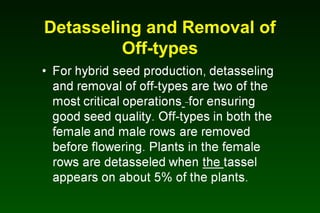 Detasseling and Removal of
Off-types
 