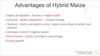 Hybrid seed prodroduction~Maize.pptx