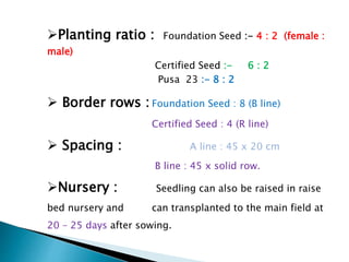 Planting ratio : Foundation Seed :- 4 : 2 (female :
male)
Certified Seed :- 6 : 2
Pusa 23 :- 8 : 2
 Border rows : Foundation Seed : 8 (B line)
Certified Seed : 4 (R line)
 Spacing : A line : 45 x 20 cm
B line : 45 x solid row.
Nursery : Seedling can also be raised in raise
bed nursery and can transplanted to the main field at
20 – 25 days after sowing.
 