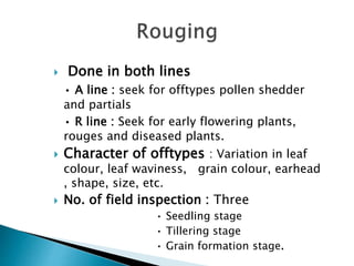  Done in both lines
• A line : seek for offtypes pollen shedder
and partials
• R line : Seek for early flowering plants,
rouges and diseased plants.
 Character of offtypes : Variation in leaf
colour, leaf waviness, grain colour, earhead
, shape, size, etc.
 No. of field inspection : Three
• Seedling stage
• Tillering stage
• Grain formation stage.
 