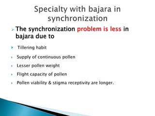  The synchronization problem is less in
bajara due to
 Tillering habit
 Supply of continuous pollen
 Lesser pollen weight
 Flight capacity of pollen
 Pollen viability & stigma receptivity are longer.
 