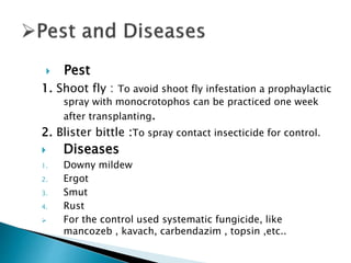  Pest
1. Shoot fly : To avoid shoot fly infestation a prophaylactic
spray with monocrotophos can be practiced one week
after transplanting.
2. Blister bittle :To spray contact insecticide for control.
 Diseases
1. Downy mildew
2. Ergot
3. Smut
4. Rust
 For the control used systematic fungicide, like
mancozeb , kavach, carbendazim , topsin ,etc..
 