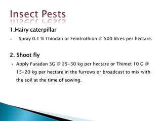 1.Hairy caterpillar
 Spray 0.1 % Thiodan or Fenitrothion @ 500 litres per hectare.
2. Shoot fly
 Apply Furadan 3G @ 25-30 kg per hectare or Thimet 10 G @
15-20 kg per hectare in the furrows or broadcast to mix with
the soil at the time of sowing.
 