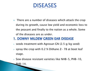  There are a number of diseases which attack the crop
during its growth, cause low yield and economic loss to
the peasant and finally to the nation as a whole. Some
of the diseases are as under.
 seeds treatment with Agrosan GN (2.5 g/kg seed)
 spray the crop with 0.2 % Dithane Z- 78 at boot leaf
stage.
 Sow disease resistant varieties like NHB-5, PHB-10,
PHB-14.
 