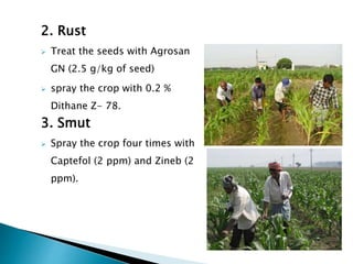 2. Rust
 Treat the seeds with Agrosan
GN (2.5 g/kg of seed)
 spray the crop with 0.2 %
Dithane Z- 78.
3. Smut
 Spray the crop four times with
Captefol (2 ppm) and Zineb (2
ppm).
 