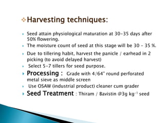  Seed attain physiological maturation at 30-35 days after
50% flowering.
 The moisture count of seed at this stage will be 30 – 35 %.
 Due to tillering habit, harvest the panicle / earhead in 2
picking (to avoid delayed harvest)
 Select 5-7 tillers for seed purpose.
 Processing : Grade with 4/64” round perforated
metal sieve as middle screen
 Use OSAW (industrial product) cleaner cum grader
 Seed Treatment : Thiram / Bavistin @3g kg-1 seed
Harvesting techniques:
 