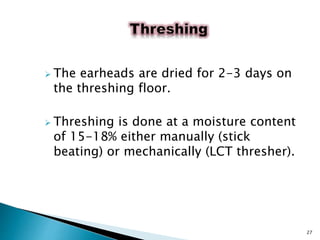  The earheads are dried for 2-3 days on
the threshing floor.
 Threshing is done at a moisture content
of 15-18% either manually (stick
beating) or mechanically (LCT thresher).
27
 