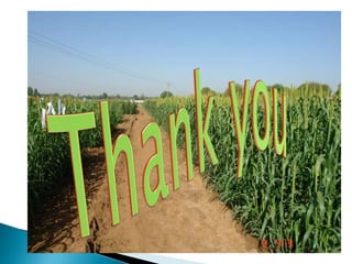 Hybrid seed production