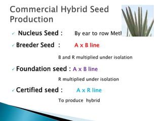  Nucleus Seed : By ear to row Method
 Breeder Seed : A x B line
B and R multiplied under isolation
 Foundation seed : A x B line
R multiplied under isolation
 Certified seed : A x R line
To produce hybrid
 