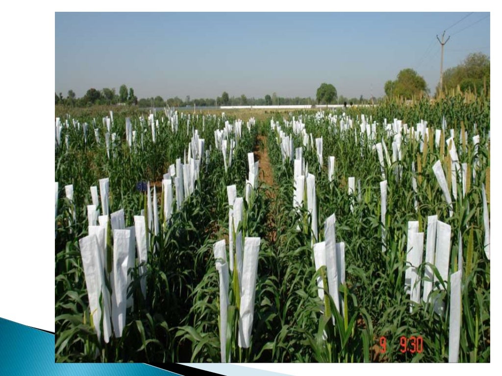 Hybrid seed production