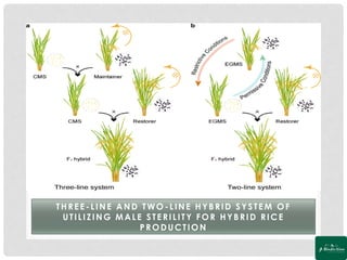Genetic Engineering of Male Sterility for Hybrid Seed Production | PDF