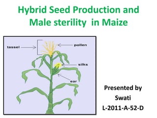 Hybrid Seed Production and
  Male sterility in Maize




                   Presented by
                      Swati
                  L-2011-A-52-D
 
