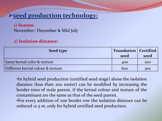 Hybrid seed production in castor and maize