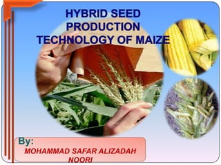 HYBRID SEED PRODUCTION TECHNOLOGY OF MAIZE By: MOHAMMAD SAFAR ALIZADAH NOORI 