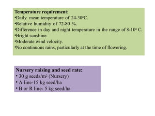 Hybrid seed production in rice.pptx rice | PPTX