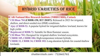 HYBRID SEED PRODUCTION IN RICE.pptx. hybrid seed productionhybrid seed ...