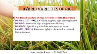Th82 Hybrid Rice HYBRID SEED PRODUCTION IN RICE.pptx. hybrid seed productionhybrid seed ...