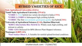 HYBRID SEED PRODUCTION IN RICE.pptx. hybrid seed productionhybrid seed ...