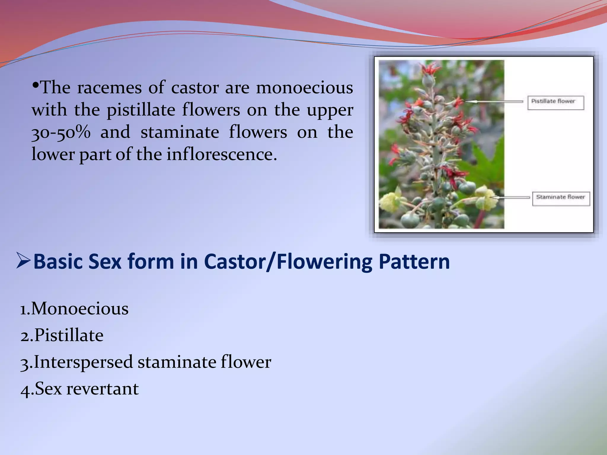 Hybrid seed production of castor and maize | PPTX