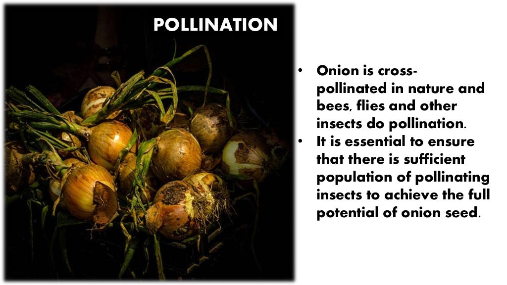 Hybrid seed production of onion
