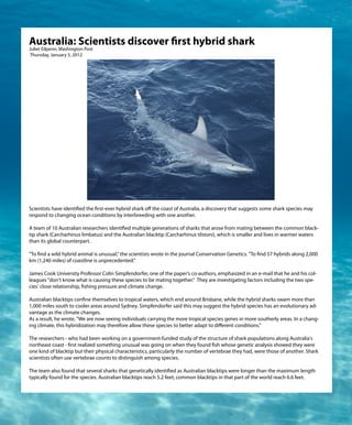 Australia: Scientists discover rst hybrid shark
Juliet Eilperin, Washington Post
Thursday, January 5, 2012




Scientists have identi ed the rst-ever hybrid shark o the coast of Australia, a discovery that suggests some shark species may
respond to changing ocean conditions by interbreeding with one another.

A team of 10 Australian researchers identi ed multiple generations of sharks that arose from mating between the common black-
tip shark (Carcharhinus limbatus) and the Australian blacktip (Carcharhinus tilstoni), which is smaller and lives in warmer waters
than its global counterpart.

"To nd a wild hybrid animal is unusual," the scientists wrote in the journal Conservation Genetics. "To nd 57 hybrids along 2,000
km (1,240 miles) of coastline is unprecedented."

James Cook University Professor Colin Simpfendorfer, one of the paper's co-authors, emphasized in an e-mail that he and his col-
leagues "don't know what is causing these species to be mating together." They are investigating factors including the two spe-
cies' close relationship, shing pressure and climate change.

Australian blacktips con ne themselves to tropical waters, which end around Brisbane, while the hybrid sharks swam more than
1,000 miles south to cooler areas around Sydney. Simpfendorfer said this may suggest the hybrid species has an evolutionary ad-
vantage as the climate changes.
As a result, he wrote, "We are now seeing individuals carrying the more tropical species genes in more southerly areas. In a chang-
ing climate, this hybridization may therefore allow these species to better adapt to di erent conditions."

The researchers - who had been working on a government-funded study of the structure of shark populations along Australia's
northeast coast - rst realized something unusual was going on when they found sh whose genetic analysis showed they were
one kind of blacktip but their physical characteristics, particularly the number of vertebrae they had, were those of another. Shark
scientists often use vertebrae counts to distinguish among species.

The team also found that several sharks that genetically identi ed as Australian blacktips were longer than the maximum length
typically found for the species. Australian blacktips reach 5.2 feet; common blacktips in that part of the world reach 6.6 feet.
 