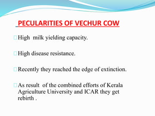 PECULARITIES OF VECHUR COW 
High milk yielding capacity. 
High disease resistance. 
Recently they reached the edge of extinction. 
As result of the combined efforts of Kerala 
Agriculture University and ICAR they get 
rebirth . 
 